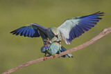 Image. European Roller