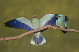 Image. European Roller