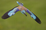 Image. European Roller