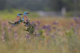 Image. European Roller