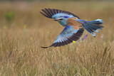 Image. European Roller