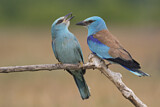 Image. European Roller