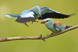 Image. European Roller