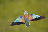 Image. European Roller