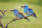 Image. European Roller