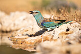Image. European Roller