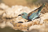 Image. European Roller