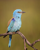Image. European Roller