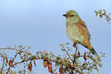 Image. European Roller