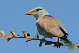 Image. European Roller