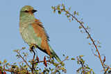 Image. European Roller