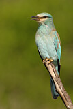 Image. European Roller