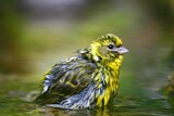 Image. European Serin