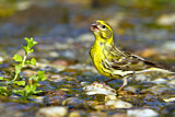 Image. European Serin