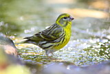 Image. European Serin