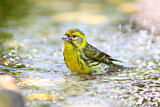 Image. European Serin