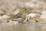 Image. European Serin