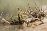 Image. European Serin