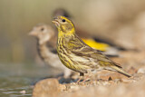 Image. European Serin