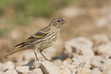 Image. European Serin