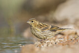Image. European Serin