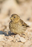 Image. European Serin