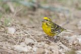 Image. European Serin
