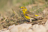 Image. European Serin