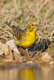 Image. European Serin
