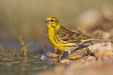 Image. European Serin