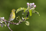 Image. European Serin