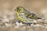 Image. European Serin