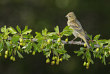 Image. European Serin