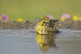 Image. European Serin