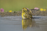 Image. European Serin