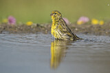 Image. European Serin