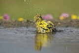Image. European Serin