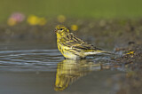 Image. European Serin