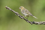 Image. European Serin