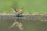 Image. European Serin
