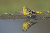 Image. European Serin