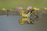 Image. European Serin
