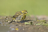Image. European Serin