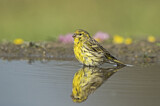 Image. European Serin