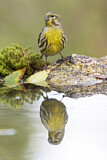Image. European Serin