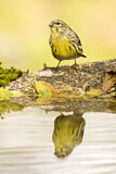 Image. European Serin
