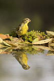 Image. European Serin