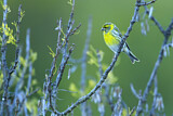 Image. European Serin