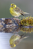 Image. European Serin