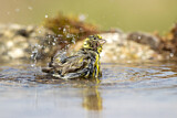 Image. European Serin